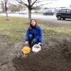 Посади тюльпан